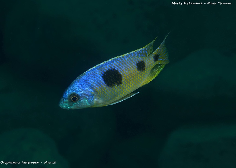 Otopharynx heterodon 'Ngwasi'